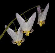 Dicentra cucclaria - Dutchman's Britches 18-8248